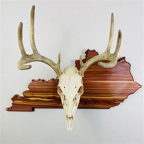 Feedback on our suggestions. . Skull mount plaque ideas